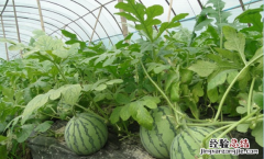 西瓜大棚种植技术和管理 西瓜大棚种植技术
