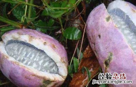 八月瓜的功效与作用 八月瓜皮的功效与作用有什么好处