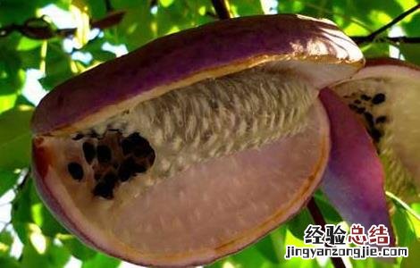 八月瓜的功效与作用 八月瓜皮的功效与作用有什么好处