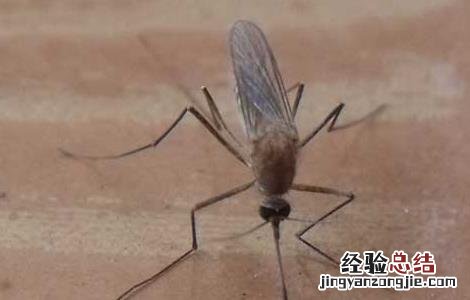蚊子叮咬的红点怎么消除 蚊子咬的红点怎么消