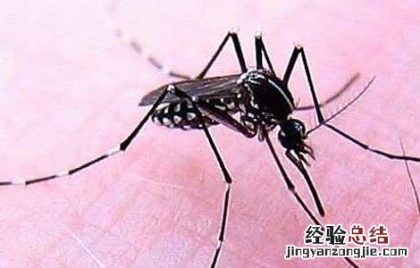 蚊子叮咬的红点怎么消除 蚊子咬的红点怎么消