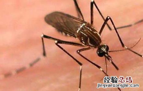 蚊子叮咬的红点怎么消除 蚊子咬的红点怎么消