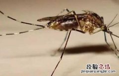 屋里有蚊子怎么办才好 屋里有蚊子怎么办才好呢