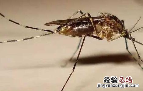 屋里有蚊子怎么办才好 屋里有蚊子怎么办才好呢