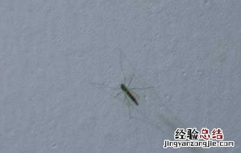 蚊虫咬后肿的很大怎么办 蚊子咬后肿很大怎么办
