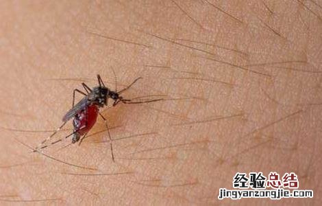 蚊虫咬后肿的很大怎么办 蚊子咬后肿很大怎么办