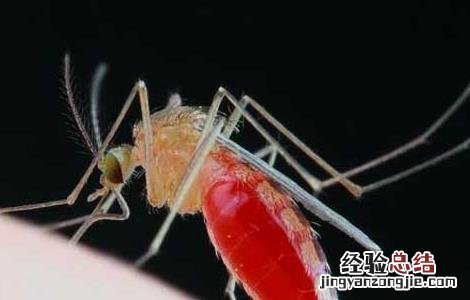 蚊虫咬后肿的很大怎么办 蚊子咬后肿很大怎么办