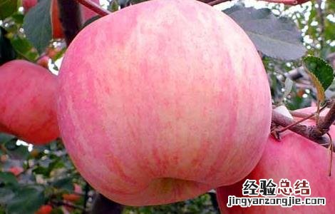 苹果的功效与作用 苹果的功效与作用吃法
