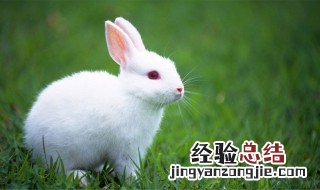 兔肉哪些人不能吃 兔肉谁不能吃