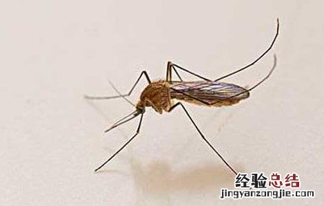 家里灭蚊子最有效的方法 灭蚊子最有效的方法