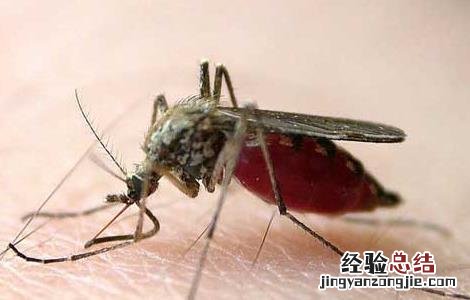 家里灭蚊子最有效的方法 灭蚊子最有效的方法