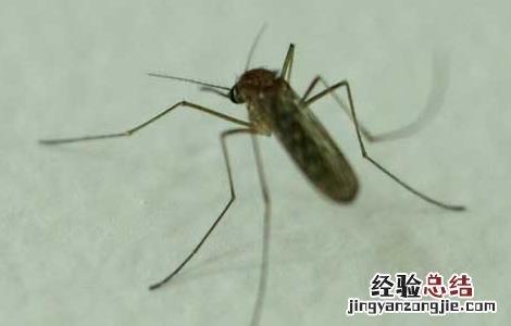 家里灭蚊子最有效的方法 灭蚊子最有效的方法