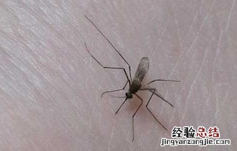 知道为什么蚊子喜欢咬你吗 为什么蚊子喜欢咬你