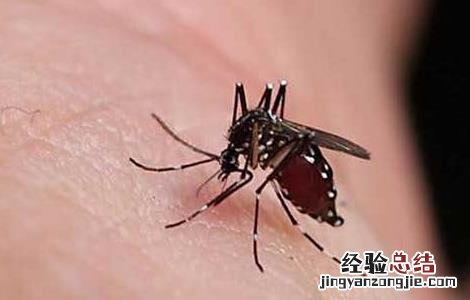 知道为什么蚊子喜欢咬你吗 为什么蚊子喜欢咬你