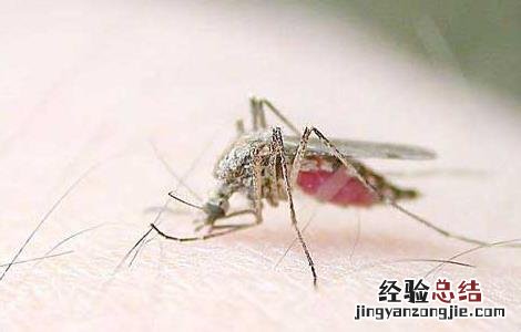 知道为什么蚊子喜欢咬你吗 为什么蚊子喜欢咬你