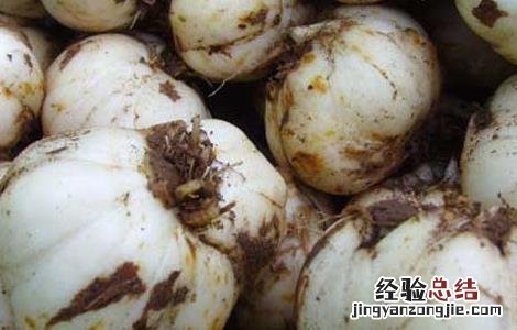 新鲜百合怎么保存才好吃 新鲜百合怎么保存才好