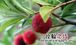 杨梅汤怎么煮好吃 杨梅煮汤怎么做