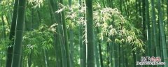 竹子代表什么职业的人 竹子代表什么职业的人小练笔两百字