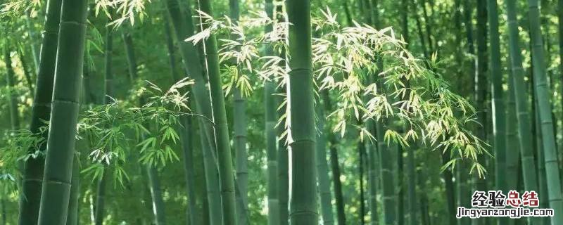 竹子代表什么职业的人 竹子代表什么职业的人小练笔两百字