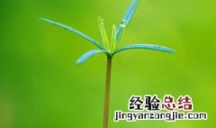 春芽的朋友圈说说 嫩芽适合发朋友圈的优美句子