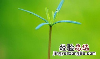春芽的朋友圈说说 嫩芽适合发朋友圈的优美句子