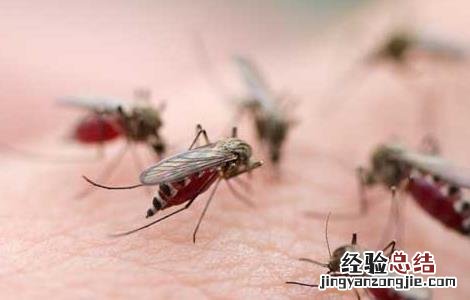 夏季如何防蚊 夏季防蚊子的最好办法