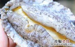 鲍鱼怎么清洗呢 鲍鱼怎么清洗干净