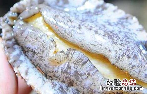 鲍鱼怎么清洗呢 鲍鱼怎么清洗干净
