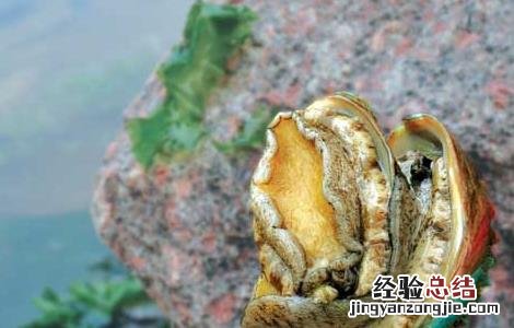 鲍鱼怎么清洗呢 鲍鱼怎么清洗干净
