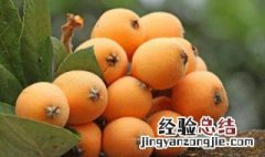 一个人一天能吃几个枇杷 一天可以吃几个枇杷