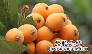 一个人一天能吃几个枇杷 一天可以吃几个枇杷