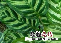 孔雀尾花的养殖方法和技巧教程 孔雀尾花养殖方法如下