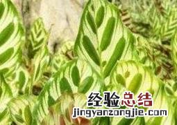 孔雀尾花的养殖方法和技巧教程 孔雀尾花养殖方法如下