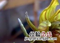 国香牡丹兰花的养殖方法和技巧教程 吊兰牡丹花养殖方法