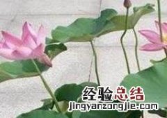 盆栽七色荷花的养殖方法和技巧教程 池塘荷花怎么种植方法 家养