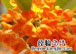 金桂花种植注意事项 金桂花的养殖方法和注意事项