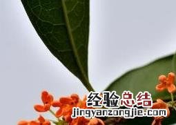 金桂花种植注意事项 金桂花的养殖方法和注意事项