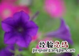 矮牵牛花的养殖方法和注意事项 矮牵牛花的养殖方法和注意事项视频