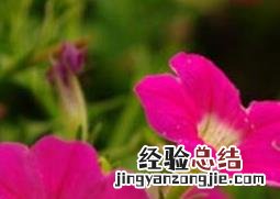 矮牵牛花的养殖方法和注意事项 矮牵牛花的养殖方法和注意事项视频