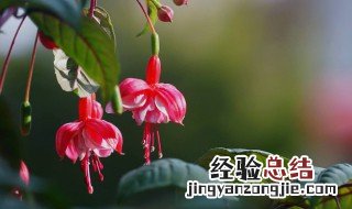 如何给吊钟海棠浇水 如何给吊钟海棠浇水施肥