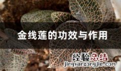 干金线莲的功效与作用 干的金线莲的功效与作用