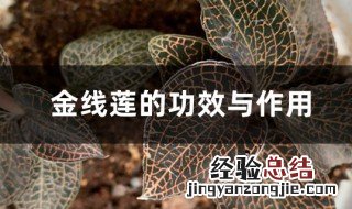 干金线莲的功效与作用 干的金线莲的功效与作用