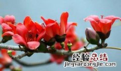 广东省花是什么花 广州省省花是什么花