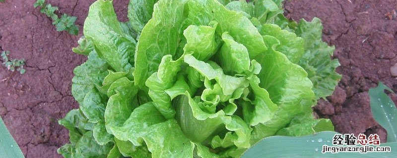 植物生长调节剂在蔬菜上的应用 植物调节剂在生菜上应用