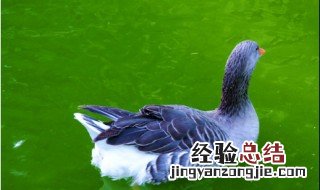 养鸭子需要多少投资 养鸭子要投资多少
