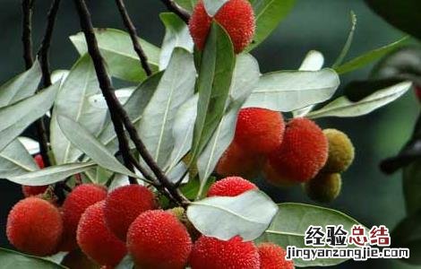 杨梅汁怎么洗才能洗干净 杨梅汁怎么洗干净