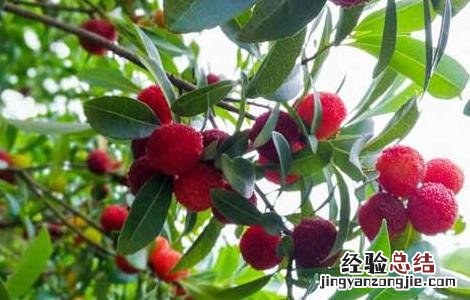 杨梅可以放冰箱保存吗多久 杨梅可以放冰箱保存吗