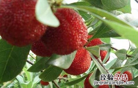 杨梅可以放冰箱保存吗多久 杨梅可以放冰箱保存吗