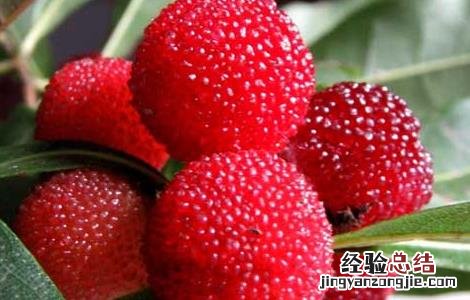 杨梅可以放冰箱保存吗多久 杨梅可以放冰箱保存吗