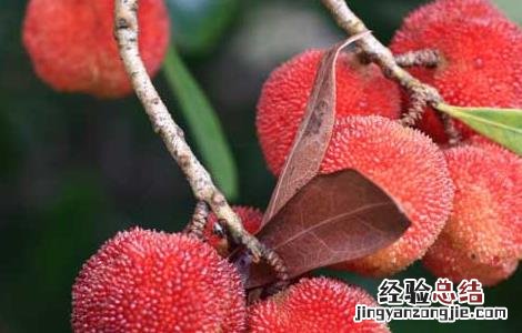 杨梅可以放冰箱保存吗多久 杨梅可以放冰箱保存吗